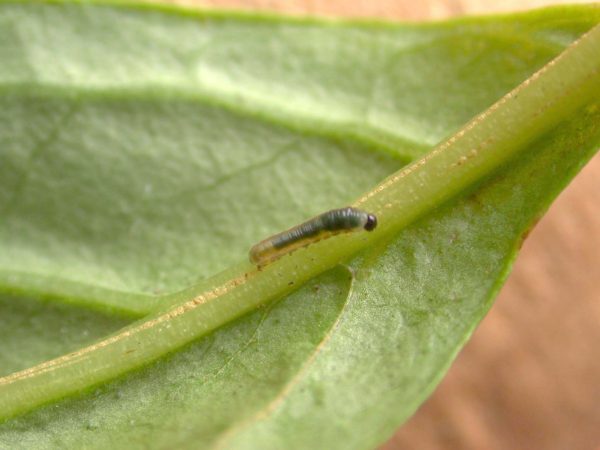 Patricia dercyllidas 2nd instar, KRW-273