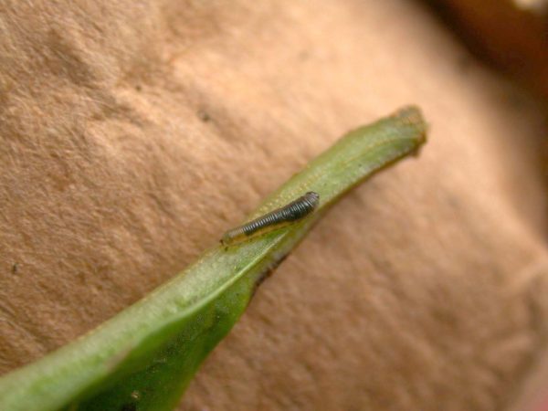 Patricia dercyllidas 2nd instar, KRW-273