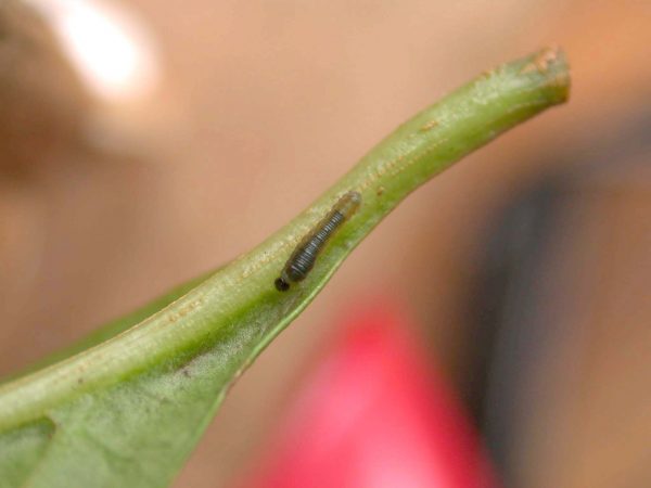 Patricia dercyllidas 2nd instar, KRW-273