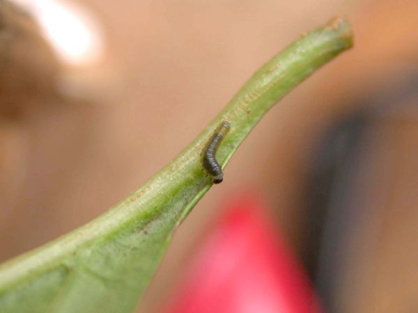 Patricia dercyllidas 2nd instar, KRW-273