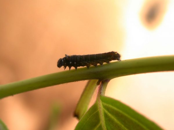 Patricia dercyllidas 2nd instar, KRW-275