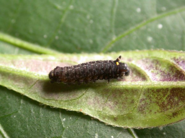 Patricia dercyllidas 3rd instar, KRW-273