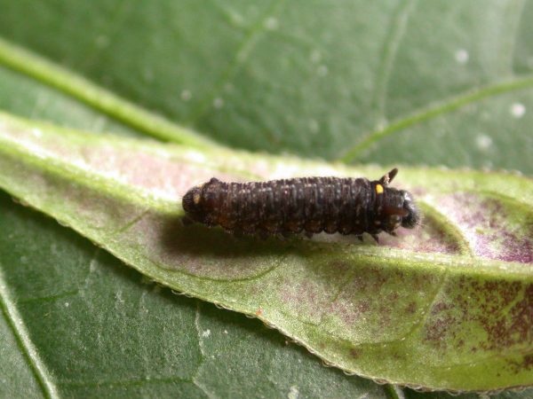 Patricia dercyllidas 3rd instar, KRW-273