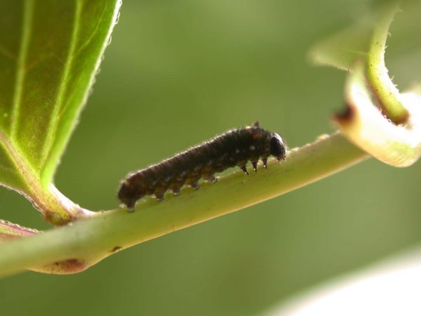 Patricia dercyllidas 3rd instar, KRW-275
