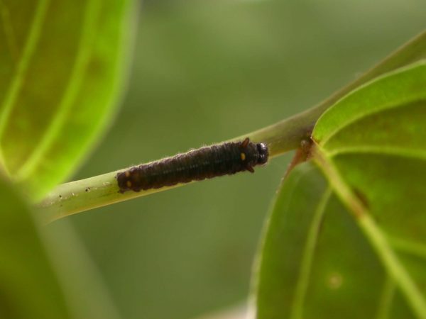Patricia dercyllidas 3rd instar, KRW-275