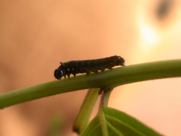 Patricia dercyllidas 3rd instar, KRW-275