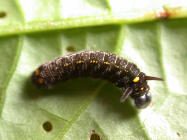 Patricia dercyllidas 4th instar, KRW-275
