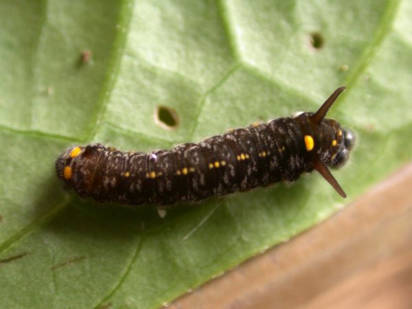 Patricia dercyllidas 4th instar, KRW-275
