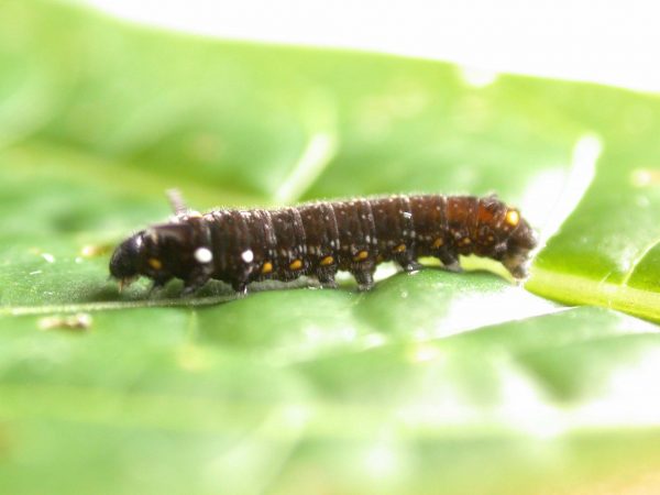 Patricia dercyllidas 4th instar, KRW-275