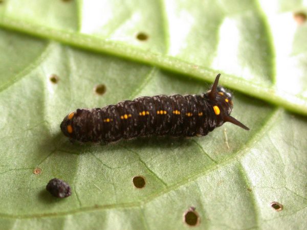 Patricia dercyllidas 4th instar, KRW-275