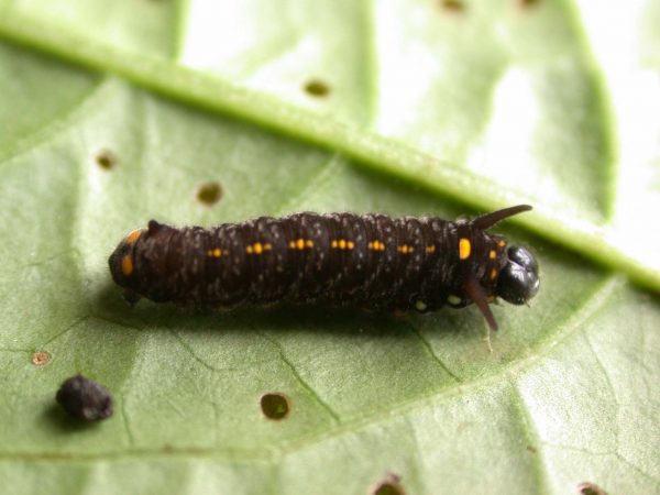 Patricia dercyllidas 4th instar, KRW-275