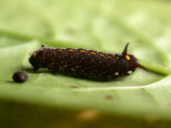 Patricia dercyllidas 4th instar, KRW-279