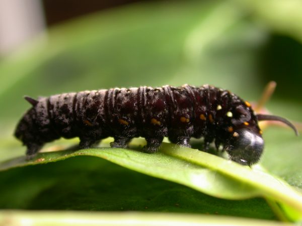 Patricia dercyllidas 5th instar, KRW-273