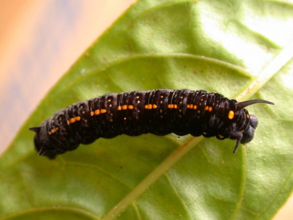 Patricia dercyllidas 5th instar, KRW-273