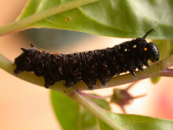 Patricia dercyllidas 5th instar, KRW-273