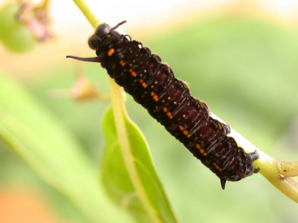 Patricia dercyllidas 5th instar, KRW-273