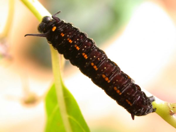 Patricia dercyllidas 5th instar, KRW-273