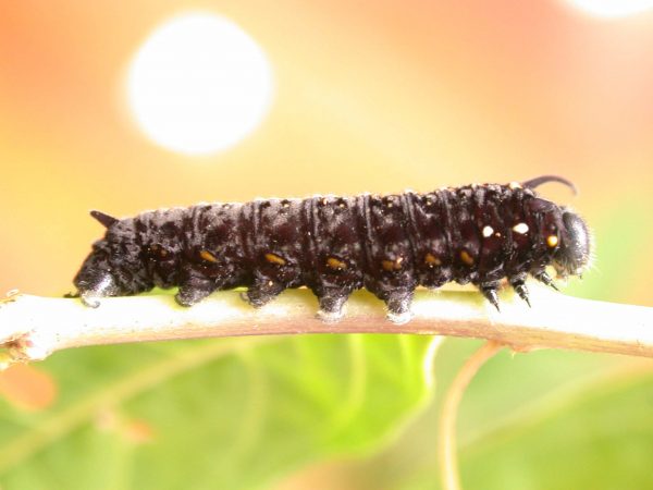Patricia dercyllidas 5th instar, KRW-273