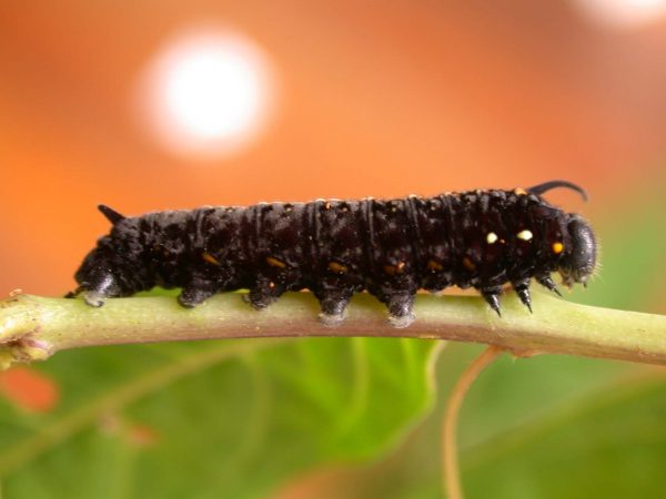 Patricia dercyllidas 5th instar, KRW-273