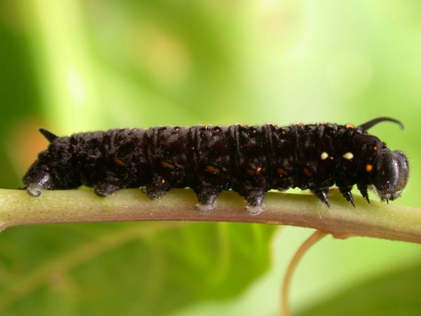 Patricia dercyllidas 5th instar, KRW-273