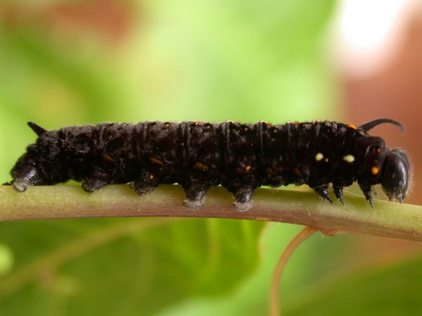 Patricia dercyllidas 5th instar, KRW-273