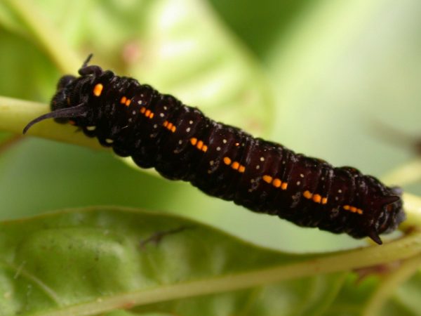 Patricia dercyllidas 5th instar, KRW-273