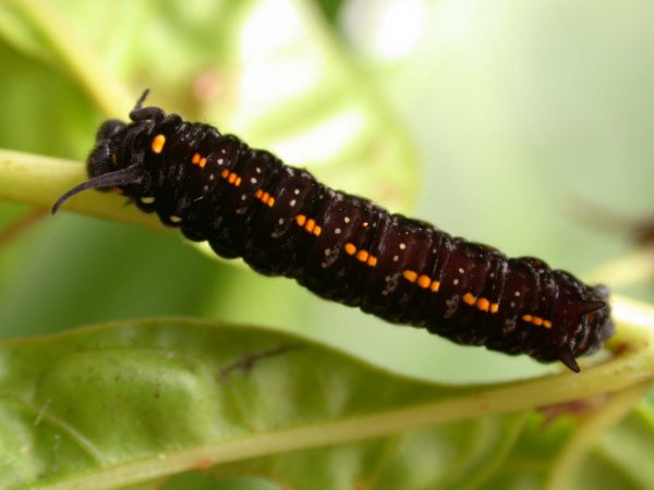 Patricia dercyllidas 5th instar, KRW-273