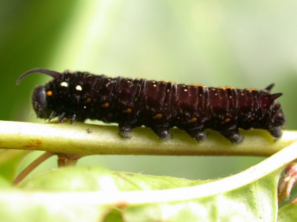 Patricia dercyllidas 5th instar, KRW-273