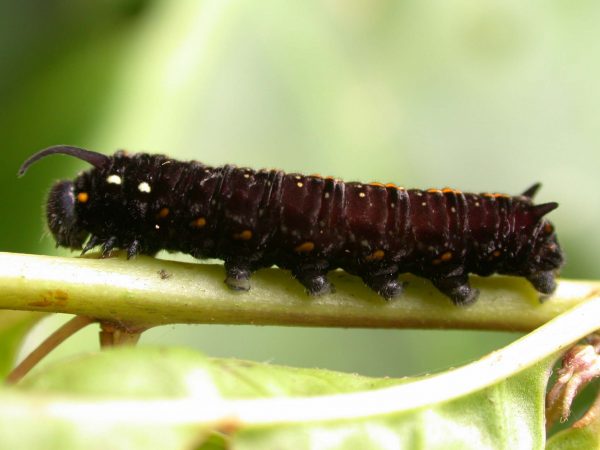 Patricia dercyllidas 5th instar, KRW-273