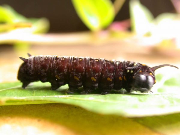 Patricia dercyllidas 5th instar, KRW-273