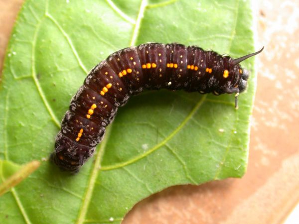 Patricia dercyllidas 5th instar, KRW-273