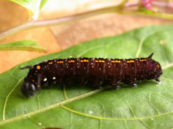 Patricia dercyllidas 5th instar, KRW-273
