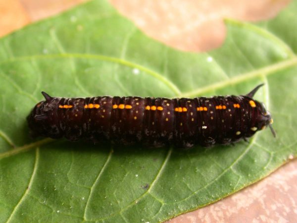 Patricia dercyllidas 5th instar, KRW-273
