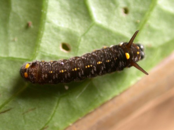 Patricia dercyllidas 5th instar, KRW-275