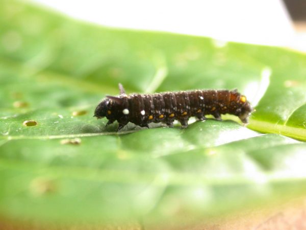 Patricia dercyllidas 5th instar, KRW-275