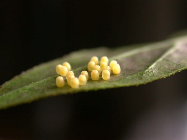 Patricia dercyllidas egg, KRW-276