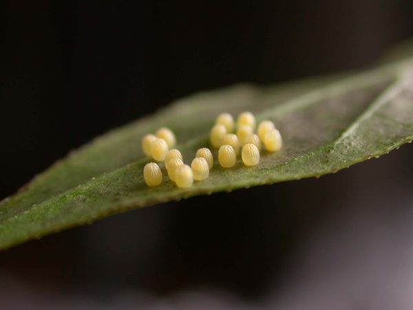 Patricia dercyllidas egg, KRW-276