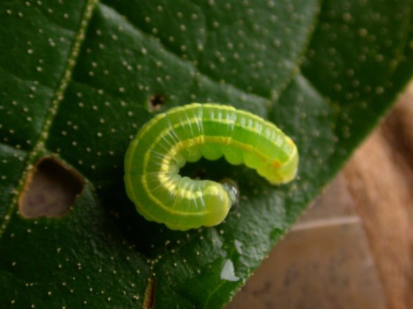 Pteronymia alida 4th instar, KRW-272