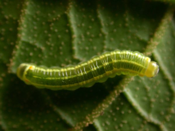 Pteronymia alida 4th instar, KRW-272