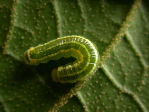 Pteronymia alida 4th instar, KRW-272