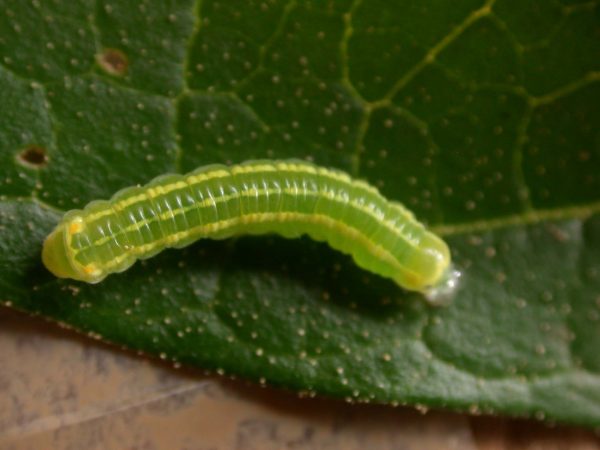 Pteronymia alida 4th instar, KRW-272