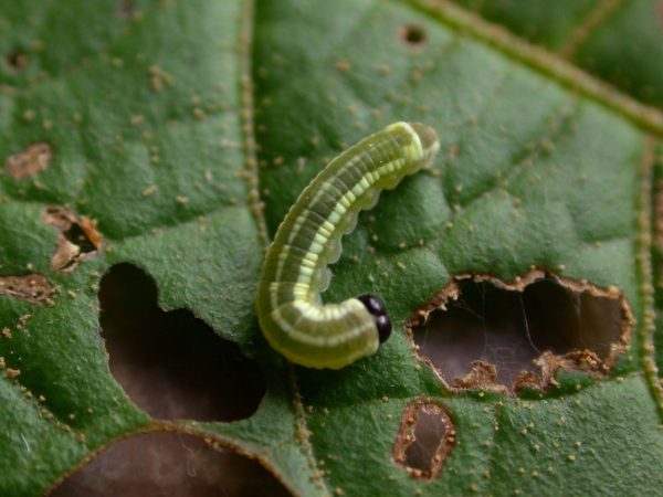Pteronymia alida 4th instar, KRW-81-1