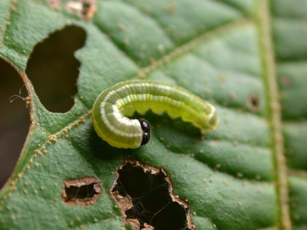 Pteronymia alida 4th instar, KRW-81-1