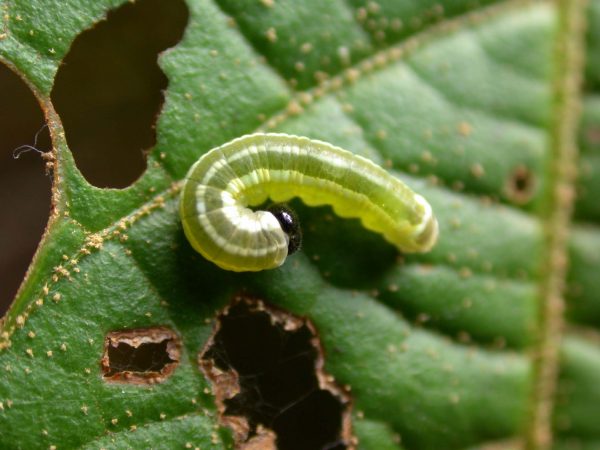 Pteronymia alida 4th instar, KRW-81-1