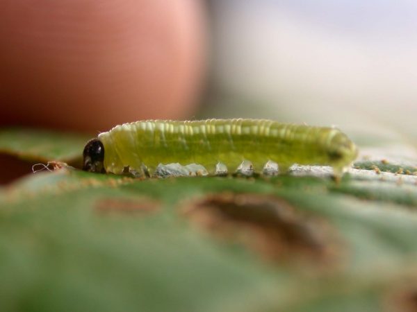 Pteronymia alida 4th instar, KRW-81-1