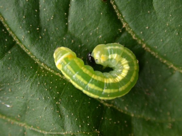 Pteronymia alida 4th instar, KRW-81-1