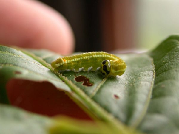 Pteronymia alida 5th instar, KRW-272