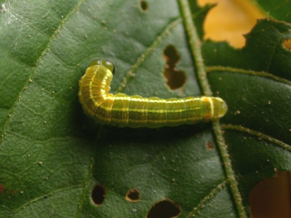 Pteronymia alida 5th instar, KRW-272