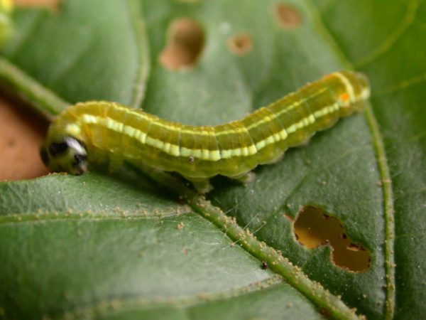 Pteronymia alida 5th instar, KRW-272