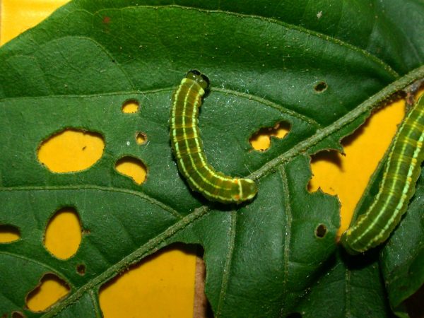 Pteronymia alida 5th instar, KRW-272